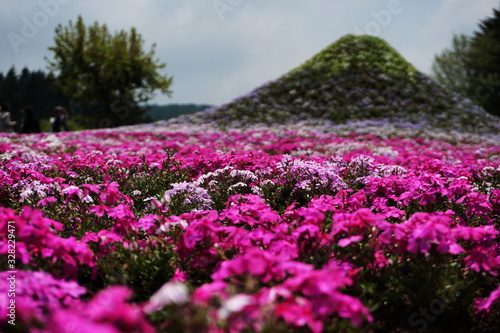 Blooming Shibazakura Pink Moss flower garden