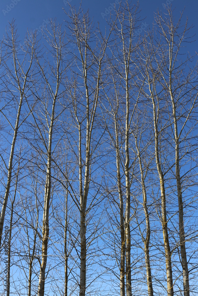 Endlich Frühling - junge Birken vor einem strahlend blauem Himmel Endlich Frühling - junge Birken vor einem strahlend blauem Himmel