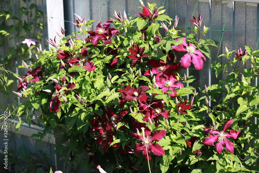 Fototapeta premium maroon clematis crawls along the fence and stretches up on a Sunny summer day