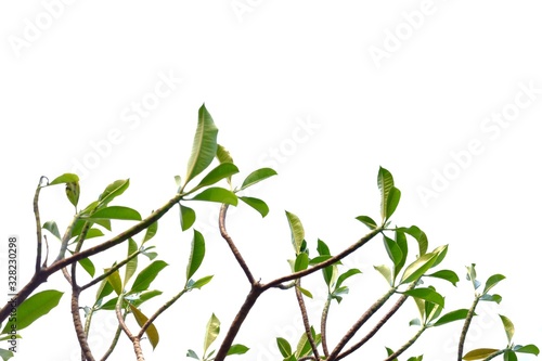 Tropical tree leaves on white isolated background for green foliage backdrop  © Oradige59