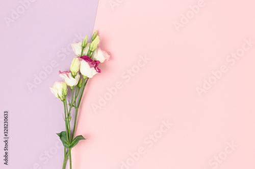 Eustoma flowers on a purple and pink pastel background. Floral composition with place for text.