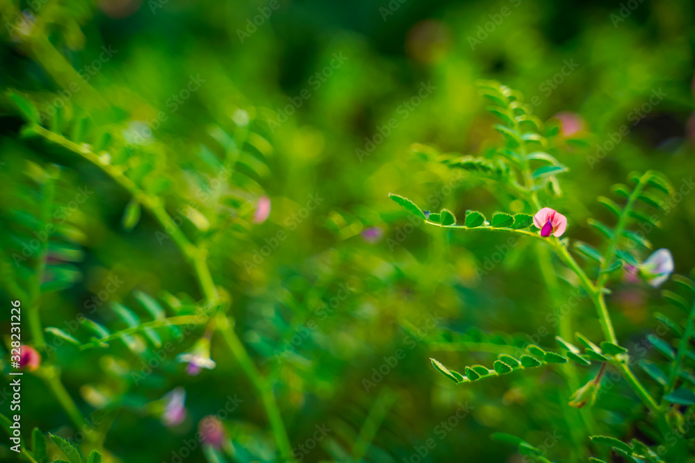 Fresh Green Chickpeas field , Chick peas also known as harbara or harbhara in hindi and Cicer is scientific name, Fresh Green Chickpeas field , Chick peas also known as harbara or harbhara in hindi and Cicer is scientific name,