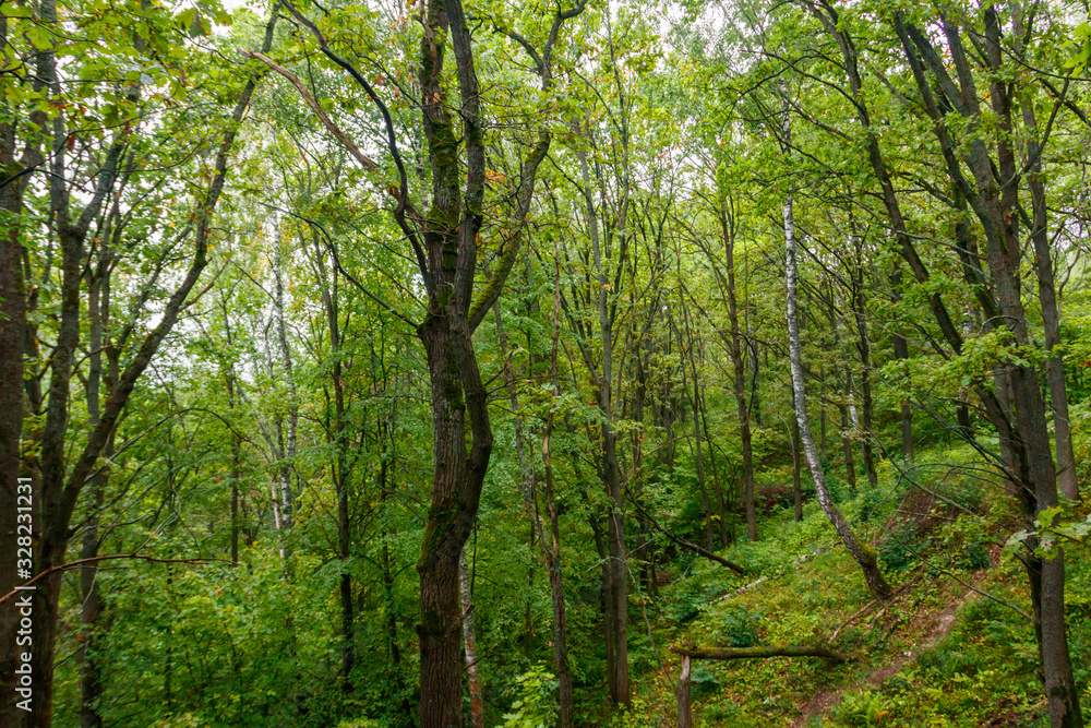 View of a green forest at summer