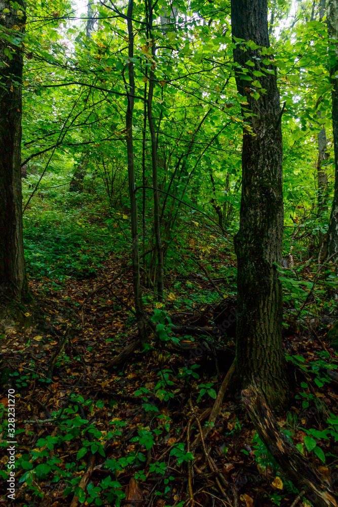 Naklejka premium View of a green forest at summer