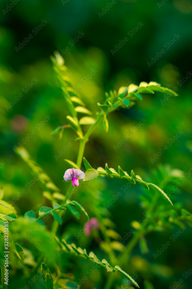 Fresh Green Chickpeas field , Chick peas also known as harbara or harbhara in hindi and Cicer is scientific name, Fresh Green Chickpeas field , Chick peas also known as harbara or harbhara in hindi and Cicer is scientific name,