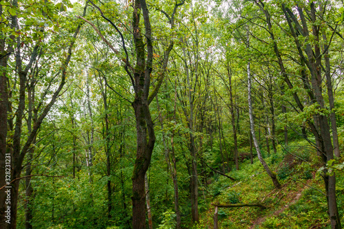 View of a green forest at summer
