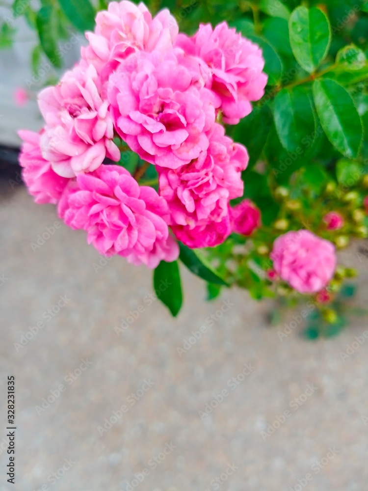 Fototapeta premium miniature roses is small rose suitable for planting as potted plants