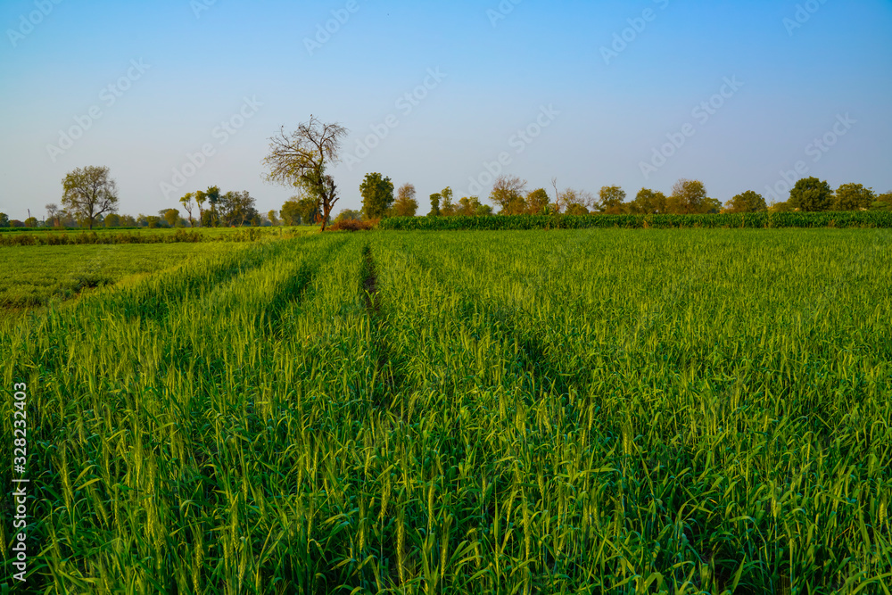Close-up view of green wheat field in India Close-up view of green wheat field in India