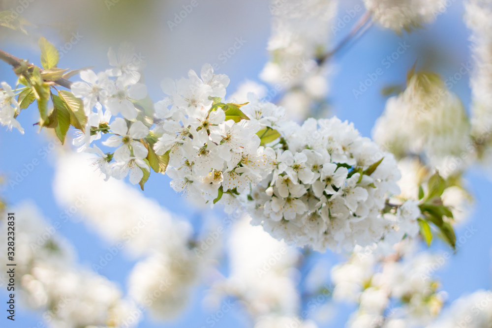 Spring blooming tree branches. White flowers and green leaves. White cherry blossoms against a blue sky. Blurring background