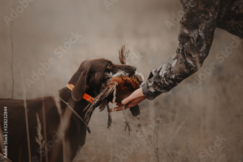 Canvastavla hunting dog gives pheasant game to owner