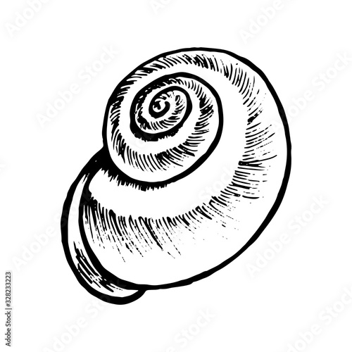 Sea shell hand drawn doodle outline. Inhabitant of the seabed, cockleshell for logo, icons, postcards, tattoo. Stock vector illustration isolated on white background.