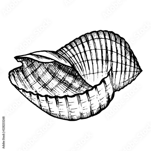 Sea shell hand drawn doodle outline. Inhabitant of the seabed, cockleshell for logo, icons, postcards, tattoo. Stock vector illustration isolated on white background.