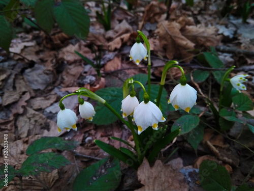 Snowdrops in the forest. First spring flowers