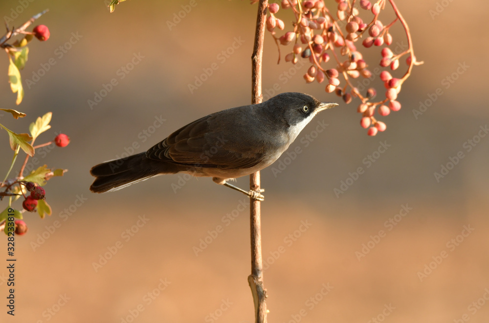 curruca mirlona curruca mirlona