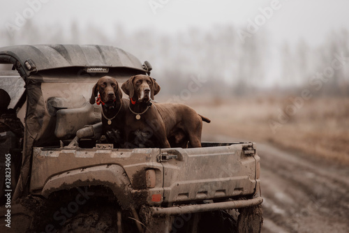 two brown german shorthaired pointer dogs in a car trunk photo