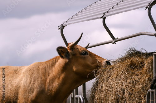 limousin cow eating hay at hay rack, countryside Luxembourg