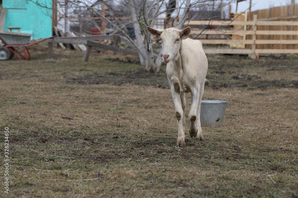Obraz premium White goat on the street