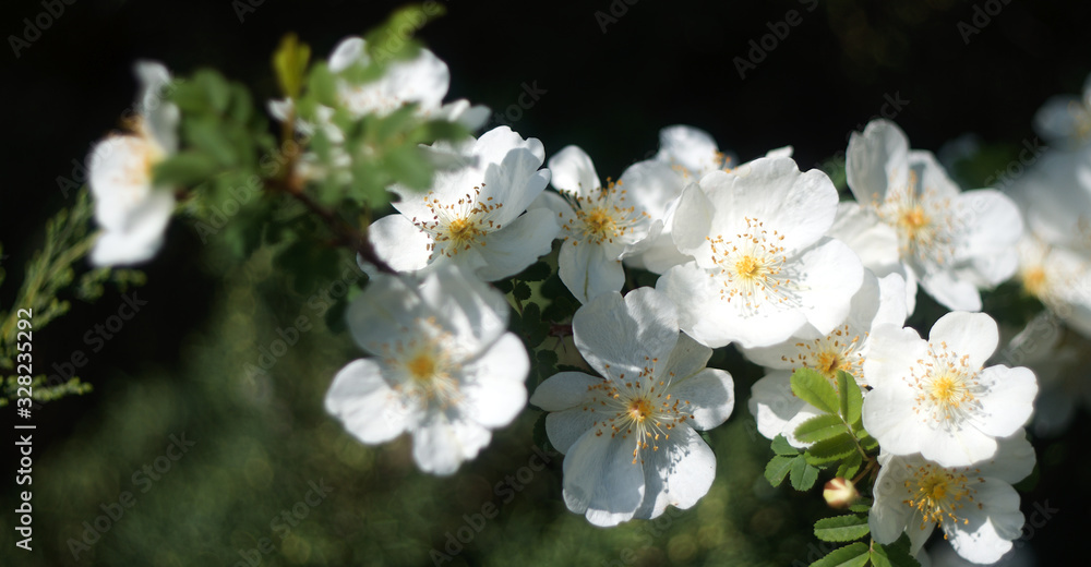 White single petal musk rose White single petal musk rose