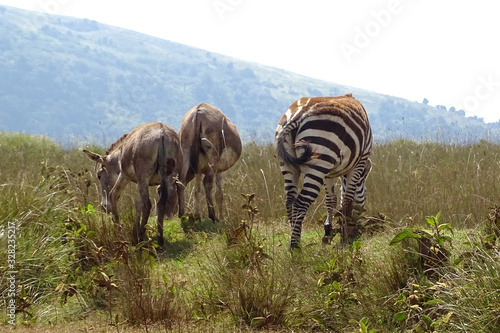 Equus quagga boehmi 