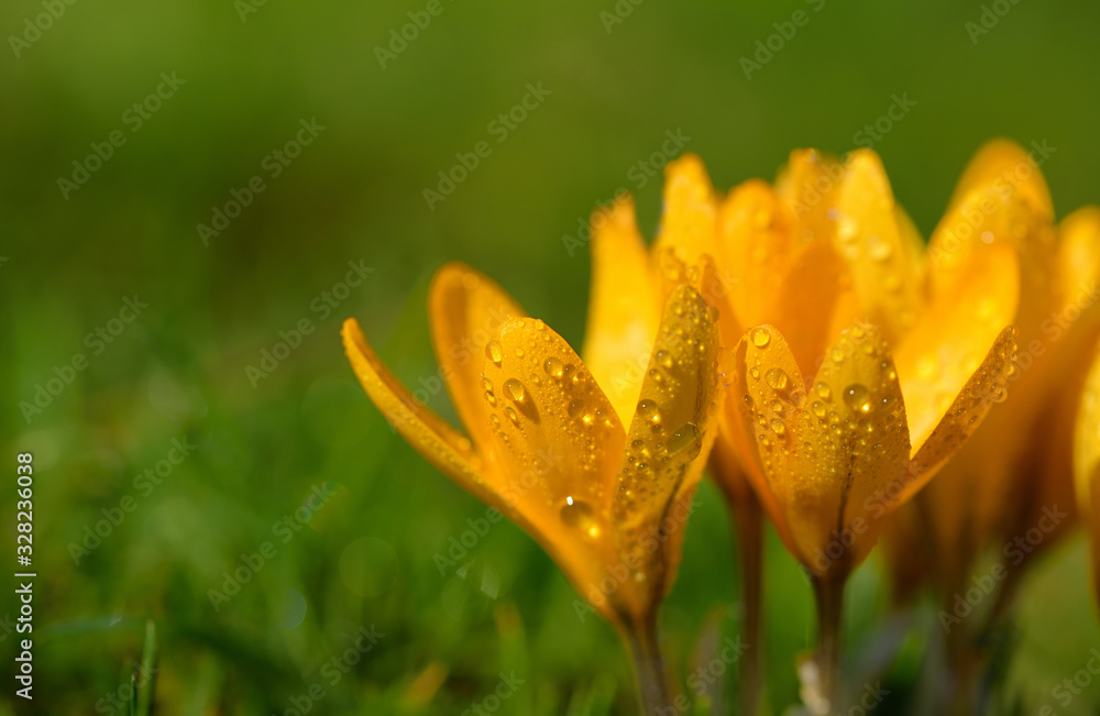 Close-up of yellow blooming crocus in spring, still covered with water drops in front of green background with space for text. Close-up of yellow blooming crocus in spring, still covered with water drops in front of green background with space for text.