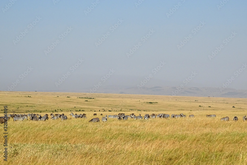 Equus quagga boehmi Equus quagga boehmi