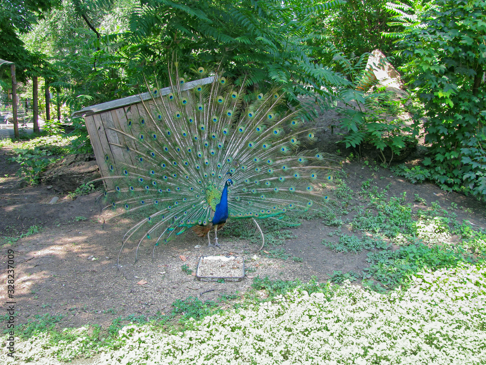 Obraz premium An Indian Peacock Female in A Summer Cottage Has Fluffed Up Her Beautiful Fan