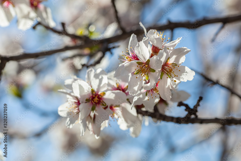 Spring blooming. White almond flowers closeup, blur background Spring blooming. White almond flowers closeup, blur background