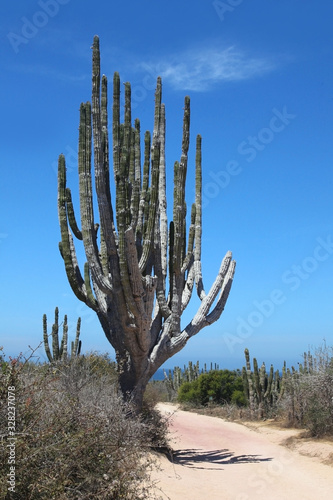 Cactus in the outback, Cabo San Lucas, Baja California Sur, Mexico.