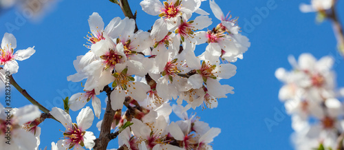 Spring blooming. White almond flowers closeup, blur background