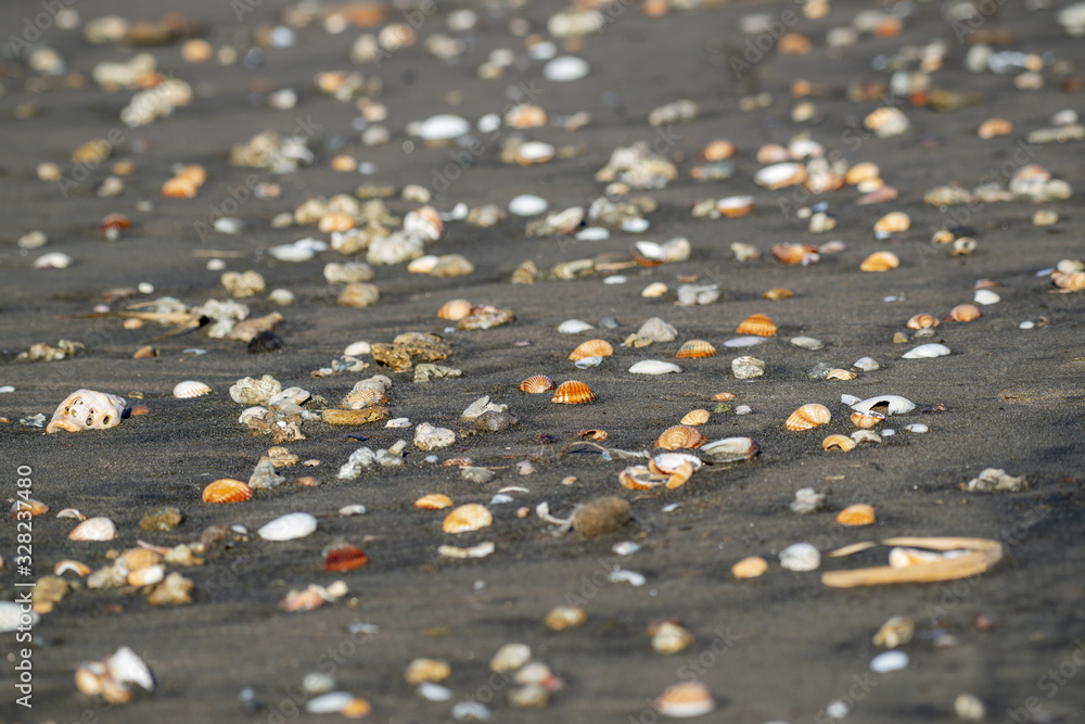 Fototapeta premium Coquillages sur une plage