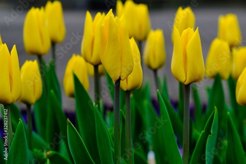yellow tulips in garden