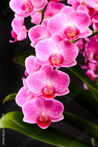 Pink orchid close up view on black background. - Image