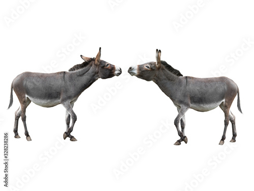 Photo two donkey isolated on white background