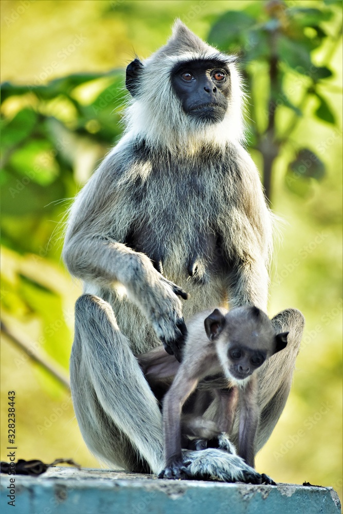 Obraz premium Hanuman Langur or Grey monkey with baby at Papanasam, Tamilnadu, India