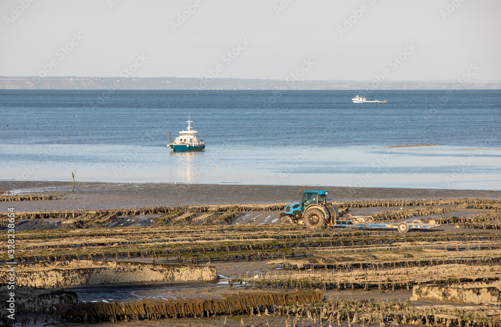 Oyster beds at low tide in oyster farm, Cancale, Brittany, France