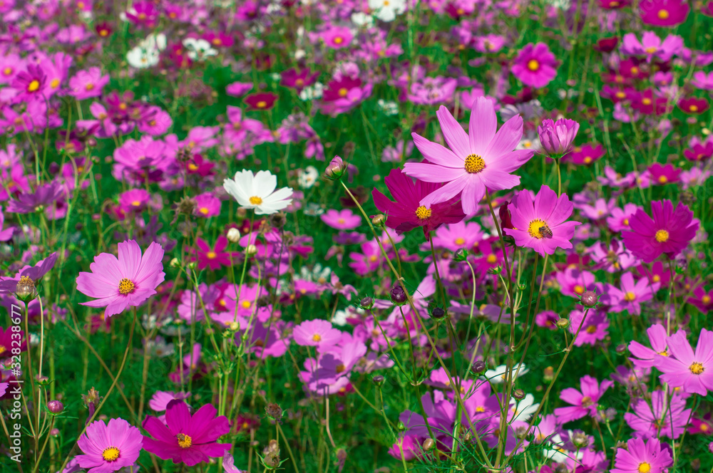 View of beautiful nature cosmos flowers blooming in garden.