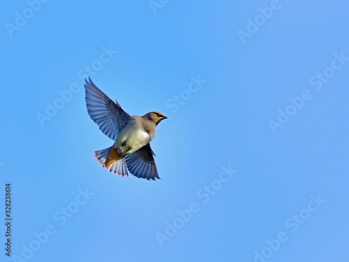 青空バックに華麗に飛ぶヒレンジャク © Scott Mirror