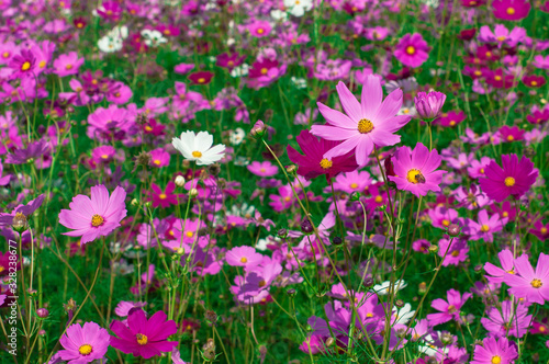 View of beautiful nature cosmos flowers blooming in garden. © Mojijung