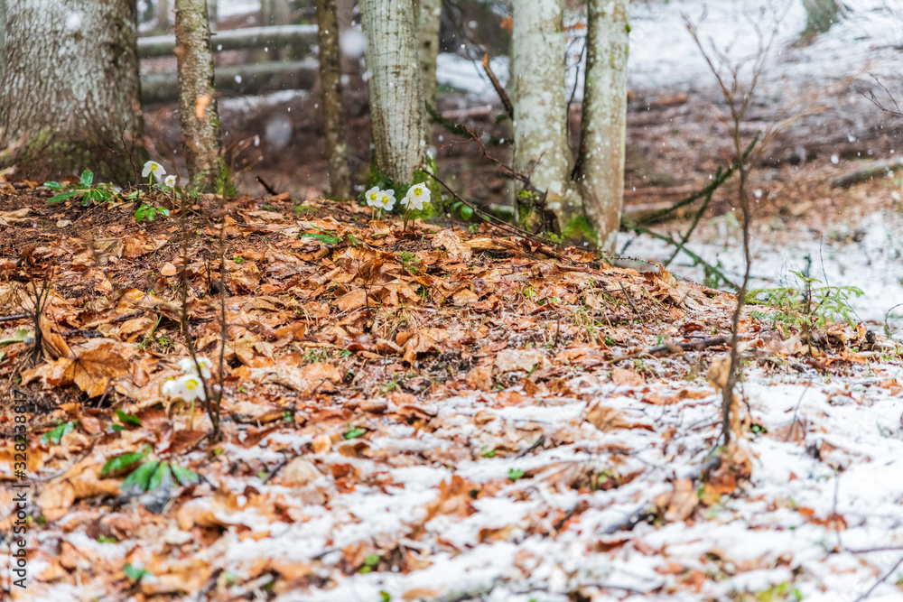 Magic of the woods during a snowfall. Val Saisera. Italy Magic of the woods during a snowfall. Val Saisera. Italy