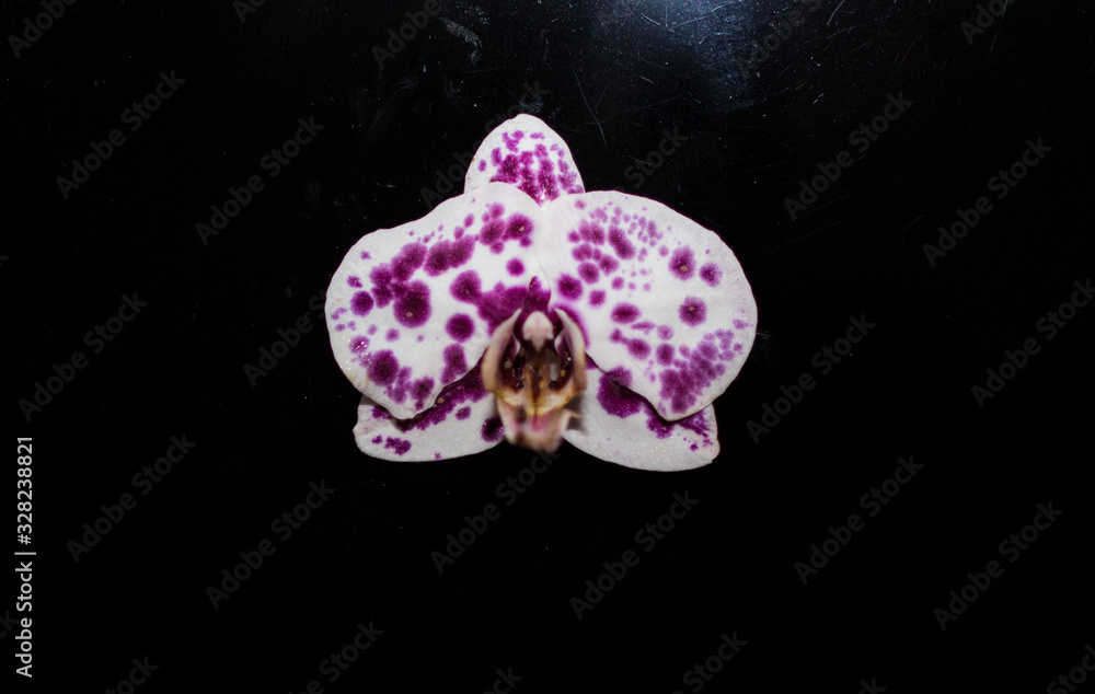 Fototapeta premium Eine Blume