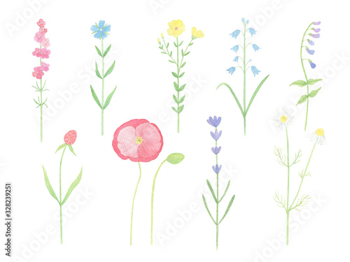 Watercolor wild flowers hand drawn clip art set isolaterd on white background. Summer meadow  wildflowers collection. Perfect for print  pattern  greeting card design. 
