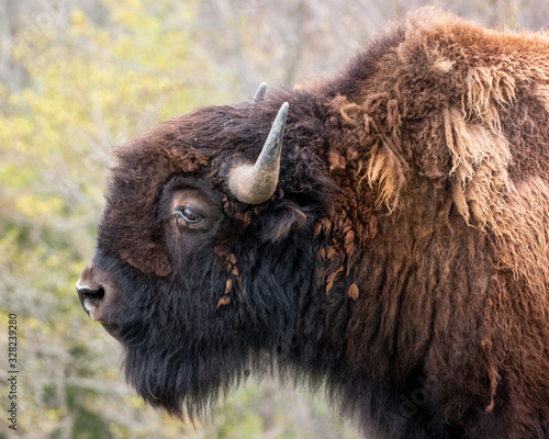 Buffalo found in the Missouri Ozarks photo