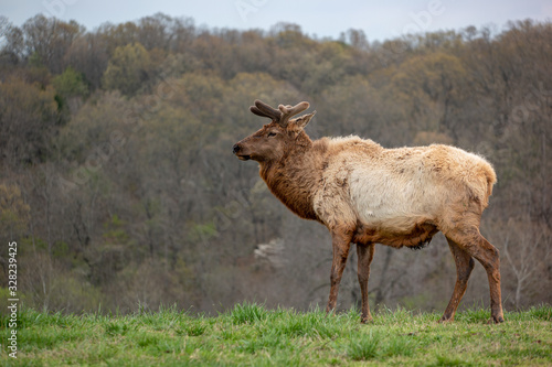 Elk in the Missouri Ozarks