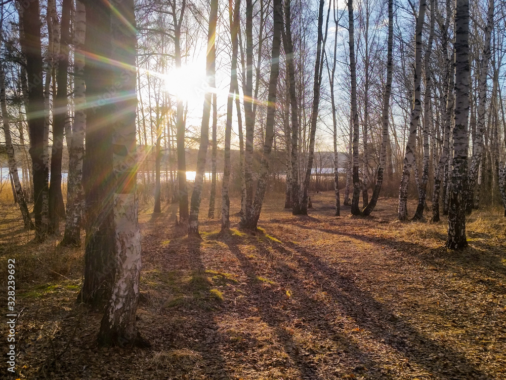 Obraz premium autumn in the forest