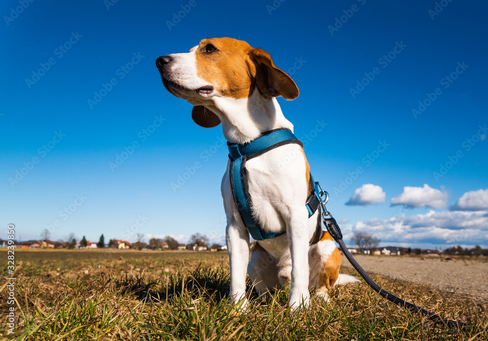 Beagle dog on rural road. Sunny day landscape copy space .