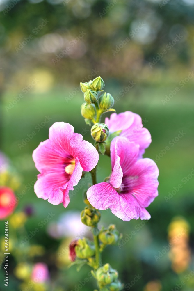 Fototapeta premium Beautiful colorful flowers in the garden
