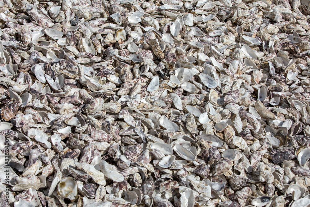 Thousands of empty shells of eaten oysters discarded on sea floor in Cancale, famous for oyster farms. Brittany, France Thousands of empty shells of eaten oysters discarded on sea floor in Cancale, famous for oyster farms. Brittany, France