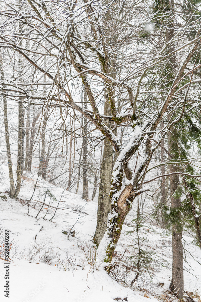 Magic of the woods during a snowfall. Val Saisera. Italy Magic of the woods during a snowfall. Val Saisera. Italy