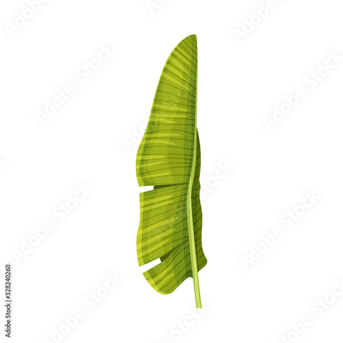 Stylized Banana Leaf with Cross Veins Vector Illustration