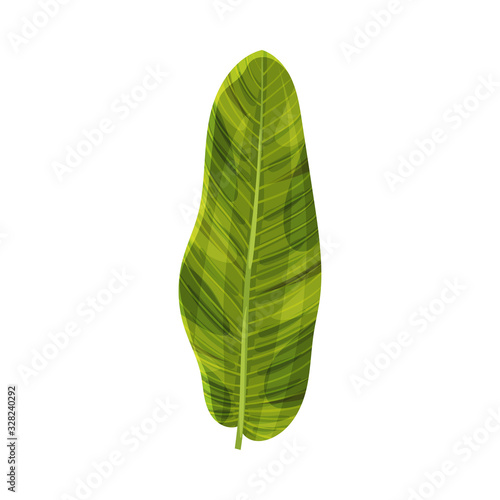 Stylized Banana Leaf with Cross Veins Vector Illustration